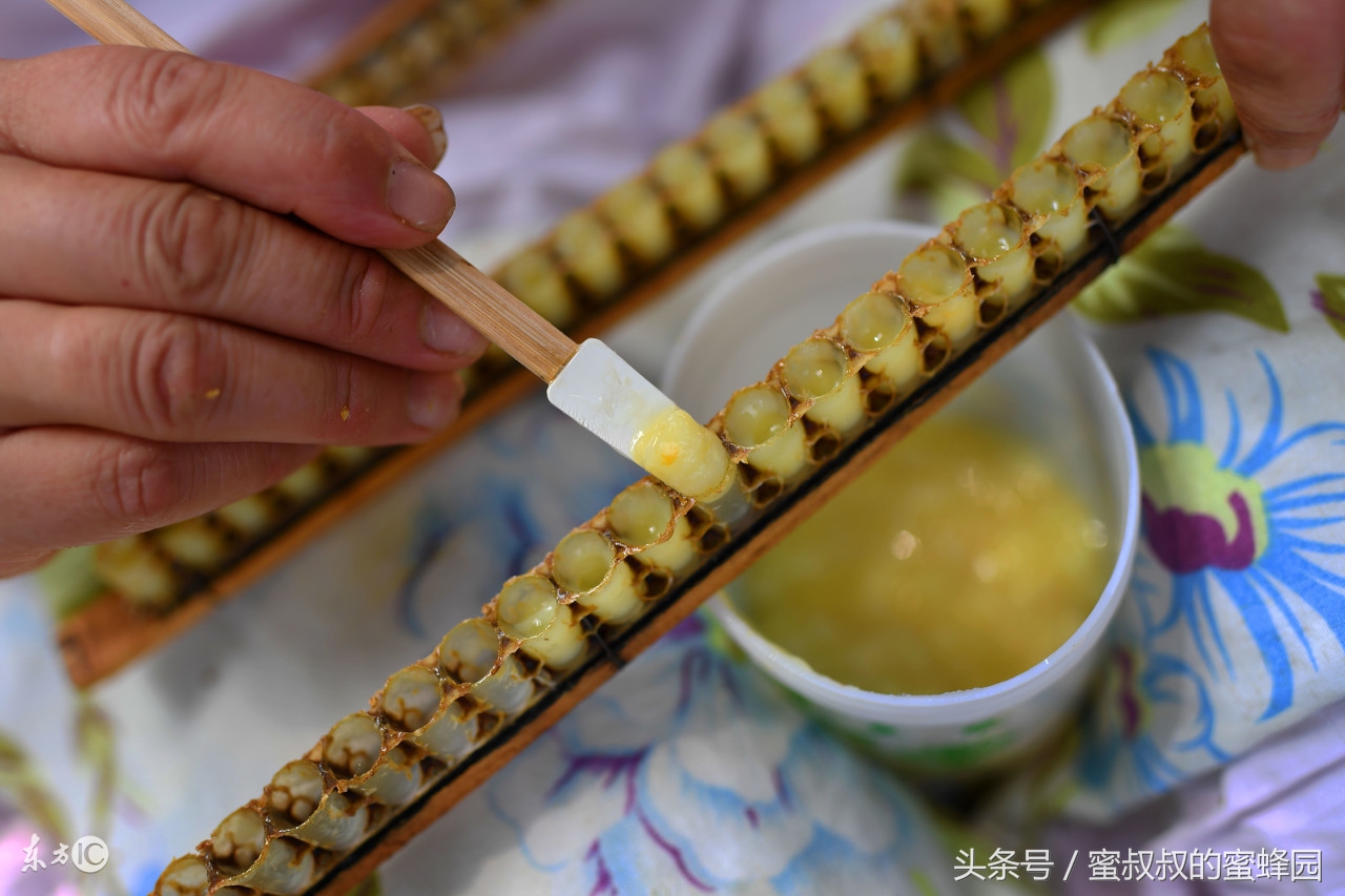 如何选购正宗的蜂王浆,哪些蜂王浆欢迎选购