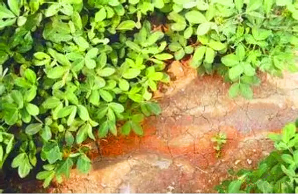 vc可以调节土壤酸碱吗,调节土壤酸碱平衡的最佳方法