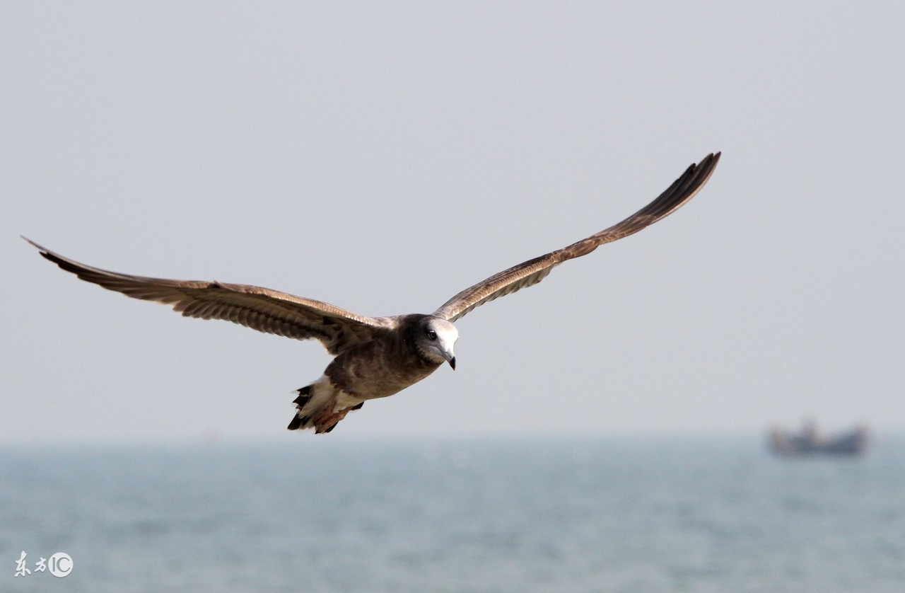 大过贼瘾（中篇）