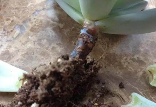 多肉生病了怎么治疗,多肉反复生病怎么治