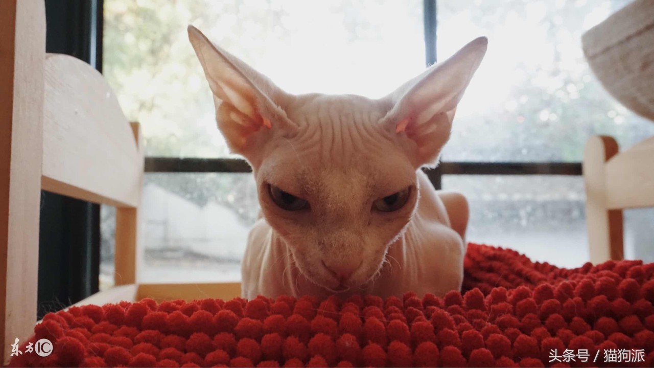 猫咪掉毛严重秃了好几块怎么办,猫咪掉毛很严重补充什么维生素