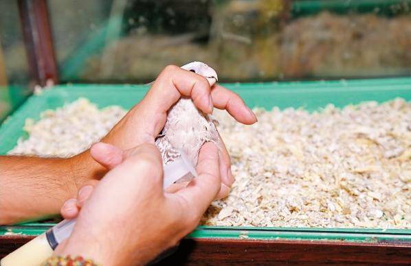 幼鸟喂养方法没有奶粉,幼鸟如何饲养