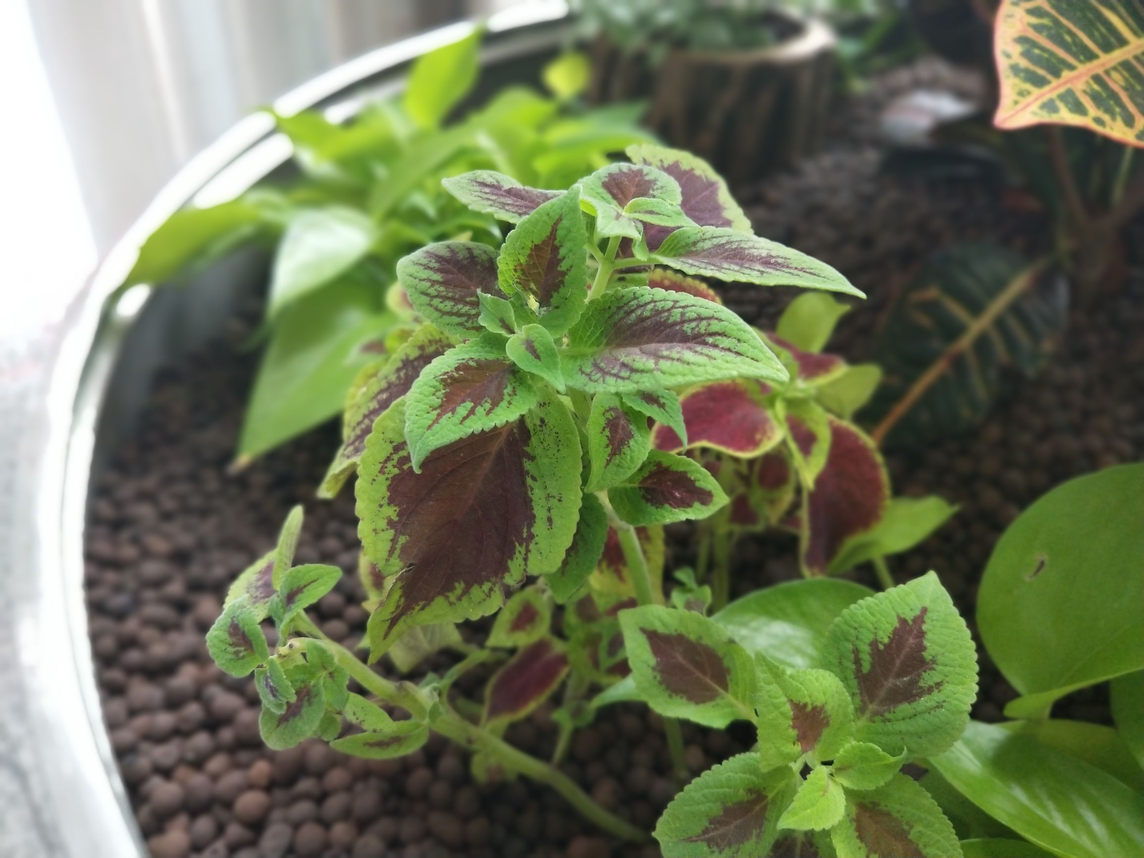 vivox20三个键是全面屏吗,vivox20全面屏时代开启