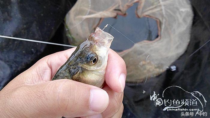 钓鱼之西部风情