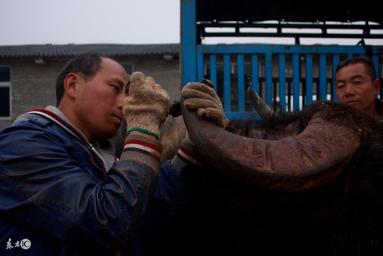 三都县牛王是怎么选出的，苗族老爹给出了答案