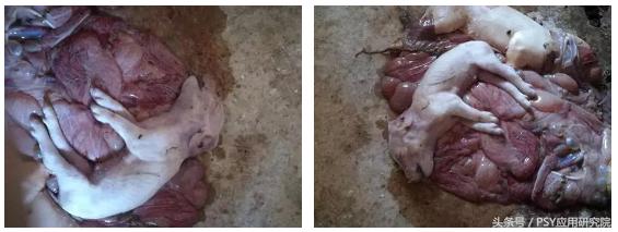 母猪子宫内膜炎的治疗最佳方案,母猪子宫内膜炎打什么针有效