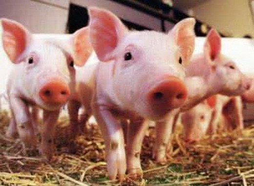 仔猪饲料中毒怎么缓解,仔猪补铁中毒什么症状怎么处理