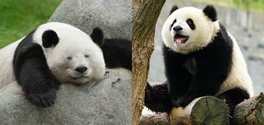 零基础新手一学就会的眼影画法,你看过最实用的眼影画法