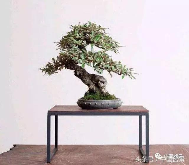 如何看待盆景的技法,盆景入坑的十大感受