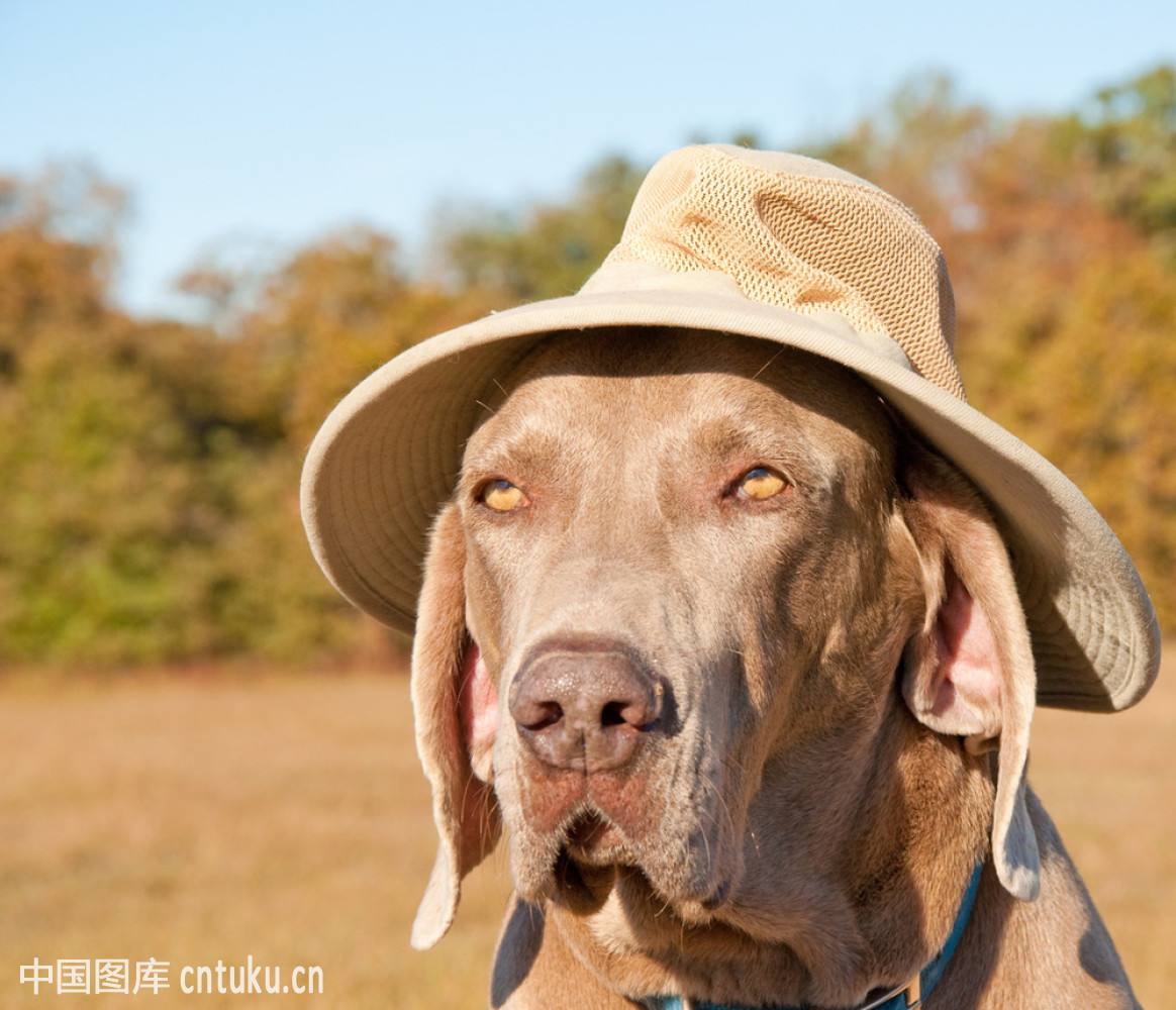 超级搞笑图片二十张不信你不笑,搞笑的图片笑到肚子痛