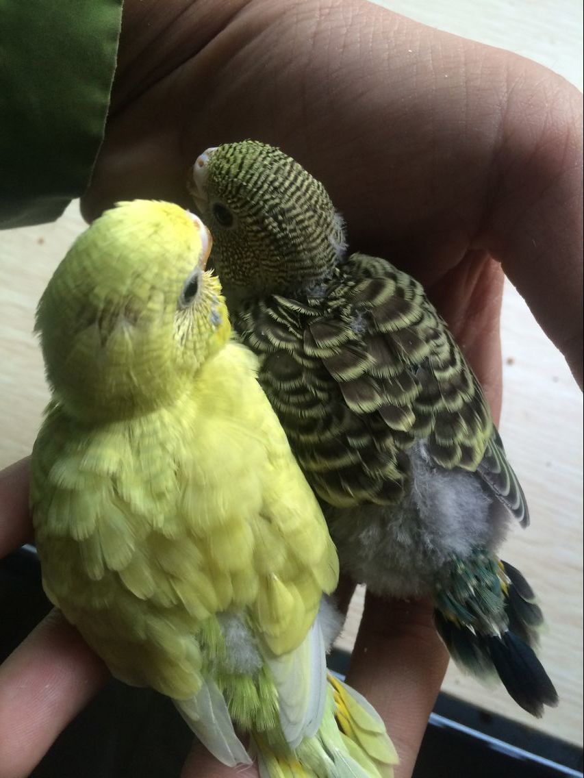 虎皮鹦鹉的饲养大忌,虎皮鹦鹉的饲养方法