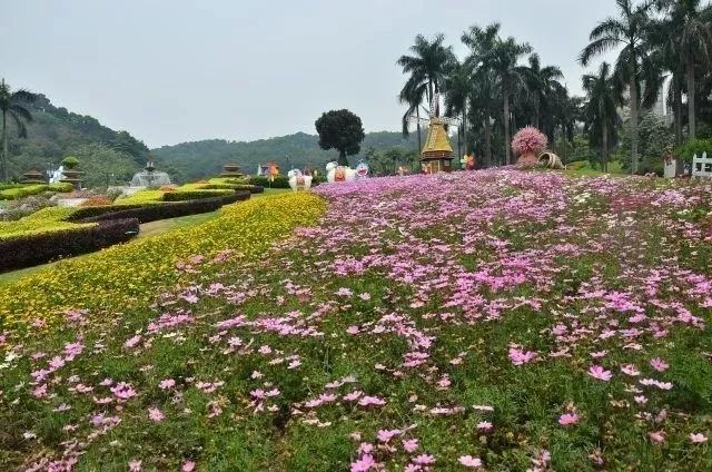 美得不像样子!广州秋季“花潮”来袭,你最想和谁一起看