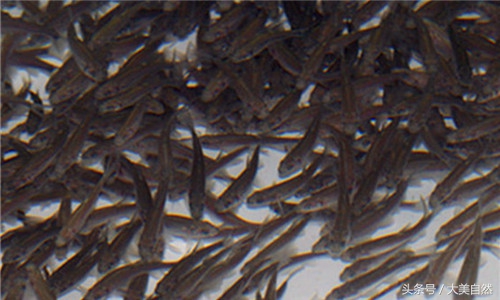 水产白点用什么药治疗,水产养殖鱼药好的有哪些