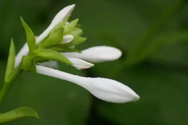 玉簪花种植方法及药用价值,玉簪花的栽培与管理方法