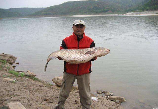 3.6米海竿打串钩用多大鱼钩合适,海竿串钩钓鲫鱼用伊势尼多大鱼钩