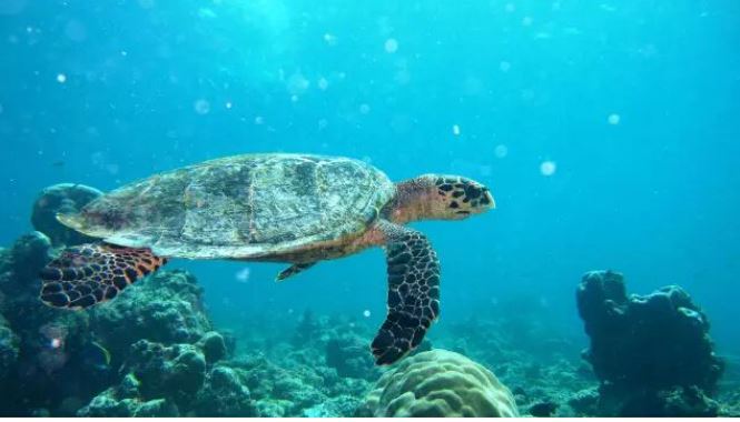 明星的马尔代夫之旅,明星去马尔代夫旅游