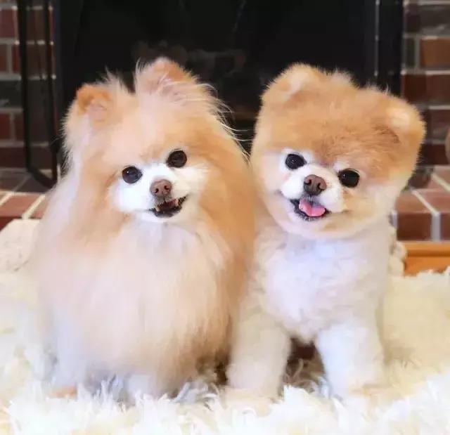 怎么哄三个月的俊介犬快速睡觉,俊介犬的智商相当于人的几岁