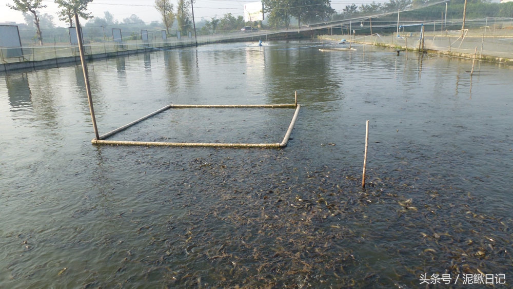 泥鳅养殖的十大陷阱,泥鳅养殖基本知识