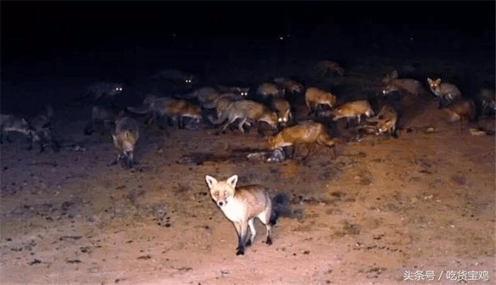 美味的兔子在澳洲成了祸害，澳大利亚人苦不堪言