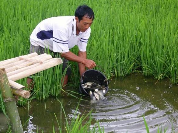 养鱼10个赚钱方法大全,农村养鱼致富技术视频