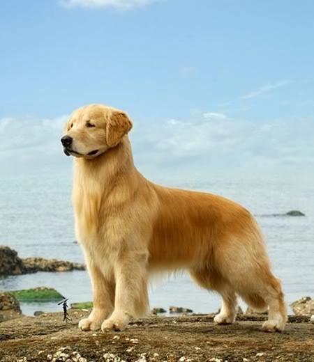 犬种百科之伯恩山犬,金毛寻回犬什么意思