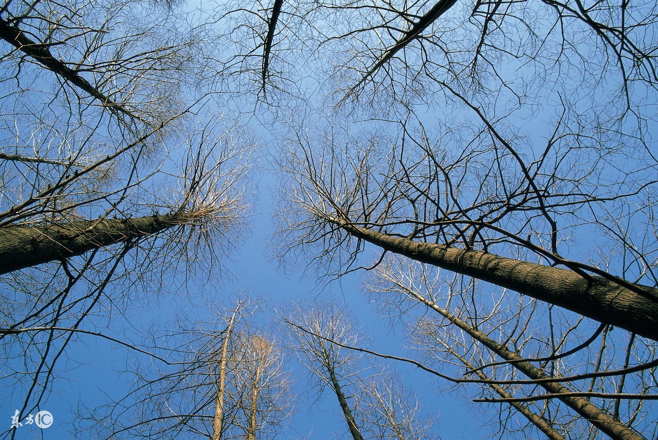 树树树,树树树树