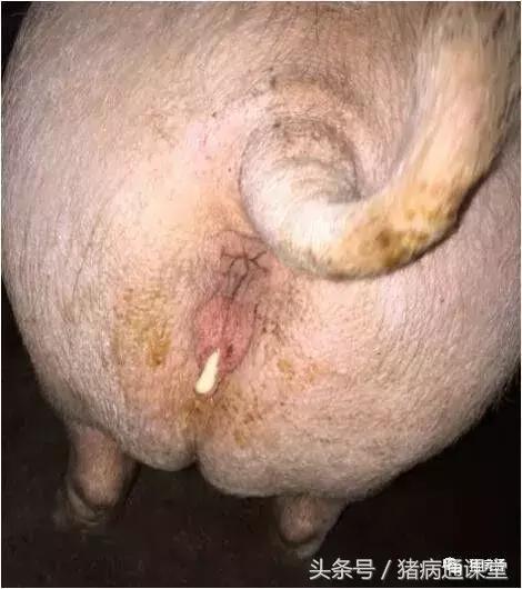 猪场林可霉素配庆大霉素主治,猪场用林可霉素作用