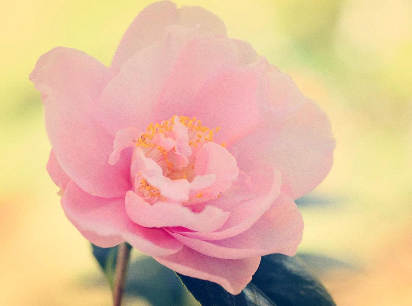 红楼梦里写大马猴,红楼梦大马猴在第几页