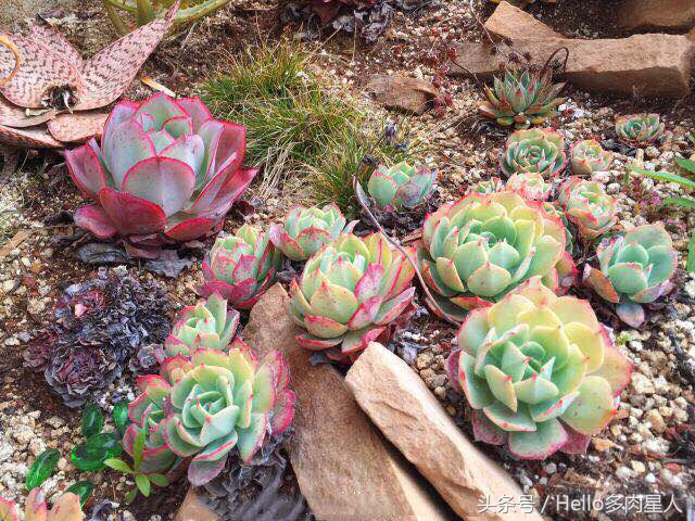 遇到多肉是我的幸运,我所遇见的多肉