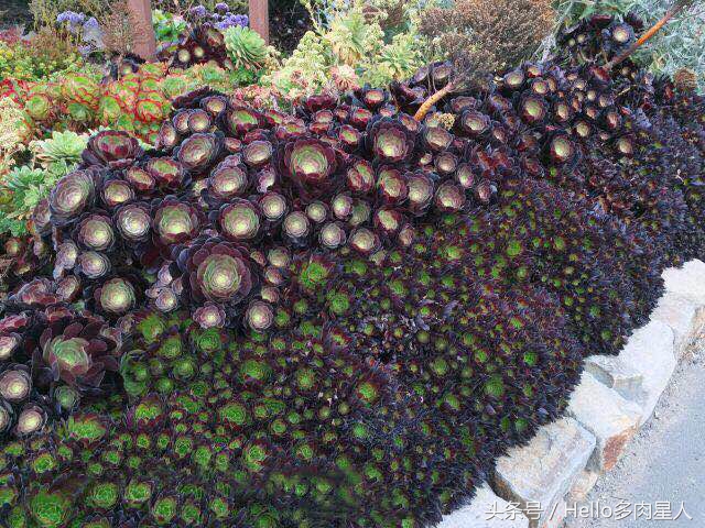 遇到多肉是我的幸运,我所遇见的多肉