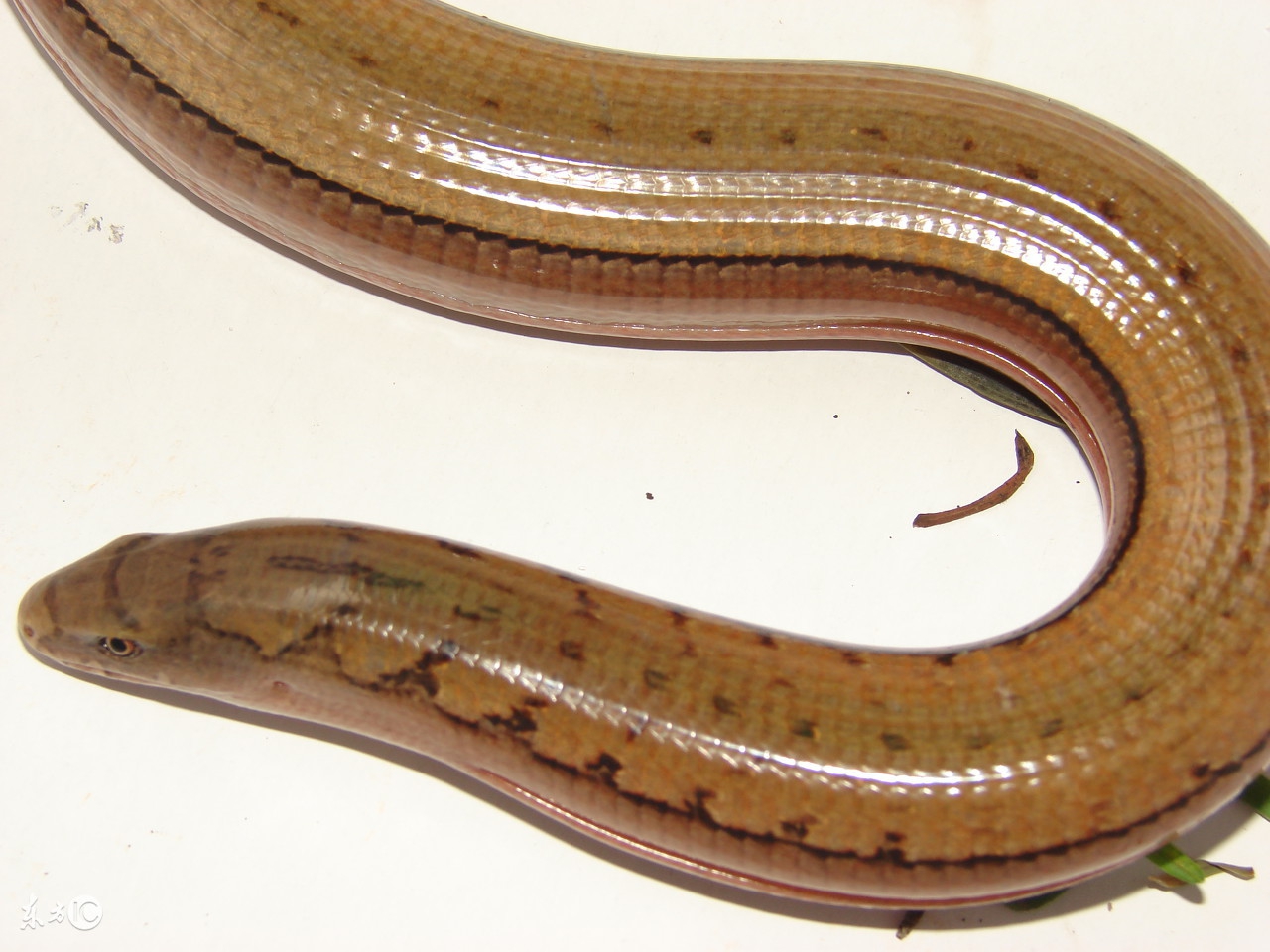 黄鳝常见病及治疗方法,黄鳝常见疾病与防治综述性论文