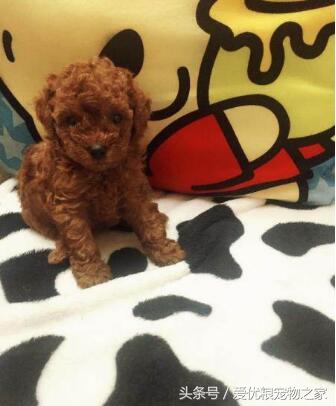 小泰迪刚买回来拉稀怎么回事,买的小泰迪到家一直睡觉