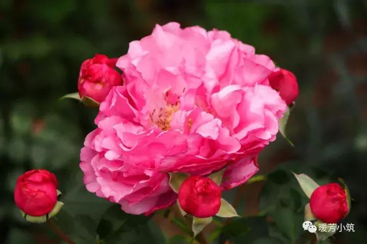 什么？你说欧月中还有日本月季？