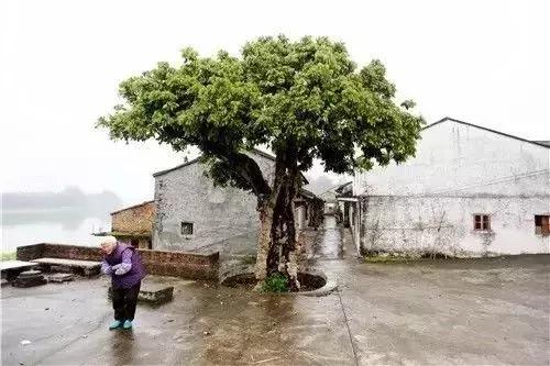 广东英德古镇排名,英德各镇实力排名