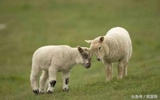 天冷了，怎么才能保护好刚出生的羔羊呢？