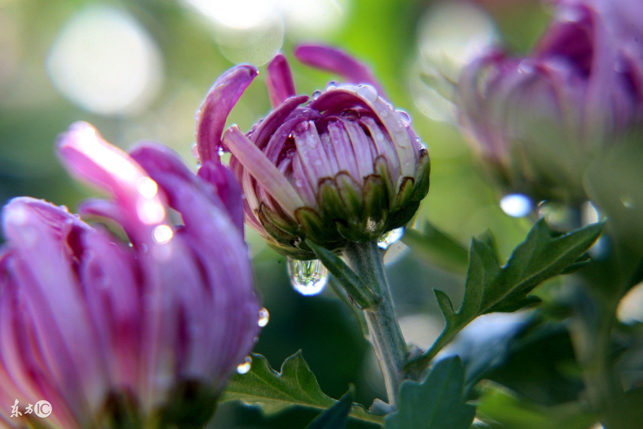 菊花唯美诗句图,关于菊花的诗句图片