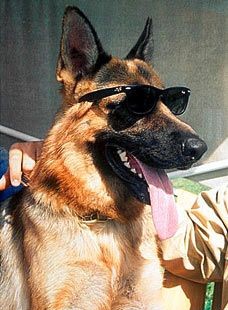 最奢华的宠物,带你看看宠物的奢侈生活