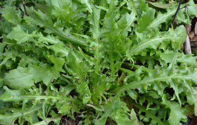 2021年农民种什么农产品最赚钱,2016年农民种植什么最赚钱