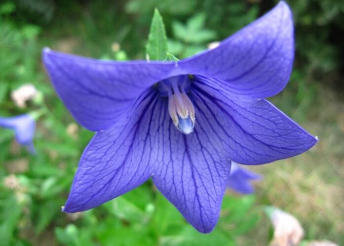 想晋升一把手说了算,问领导想晋升还需要哪些努力