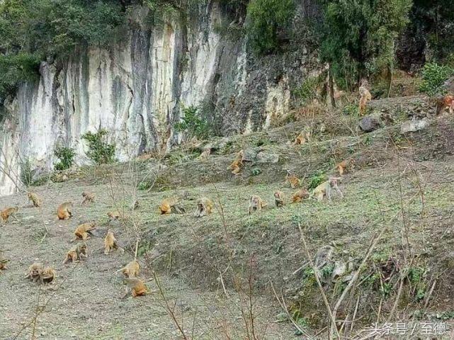 泸州深山老林景区,隐藏的世外桃源山中奇观