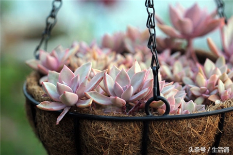 景天科1000种多肉植物图鉴,常见的景天科多肉植物的名称