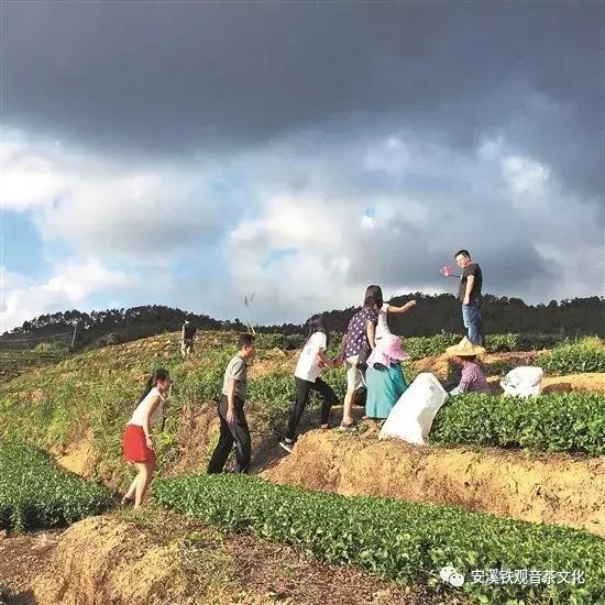 安溪铁观音是春茶好还是秋茶好,安溪铁观音最出名