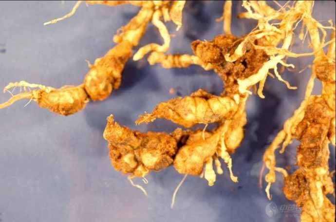 柑橘根腐病线虫病怎样治,沙糖桔根腐病防治的最佳方法