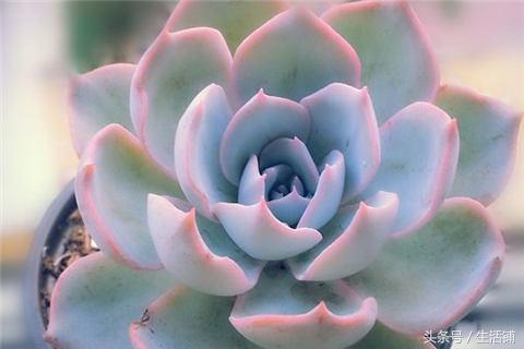 景天科1000种多肉植物图鉴,常见的景天科多肉植物的名称