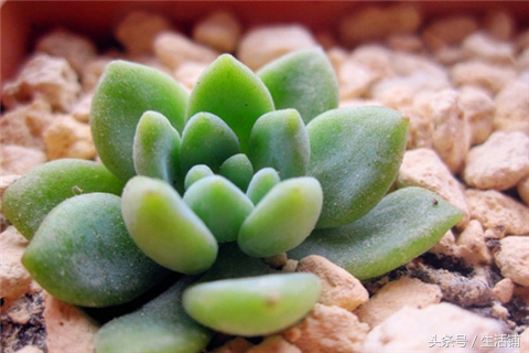 景天科1000种多肉植物图鉴,常见的景天科多肉植物的名称