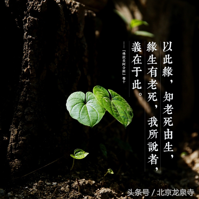 皈依三宝和皈依师父的区别,皈依需要在寺庙学习吗