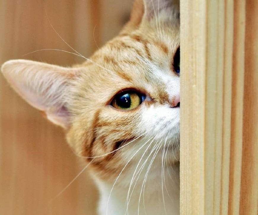 飞狗moco猫咪走丢了,猫咪走丢了要怎么找回来