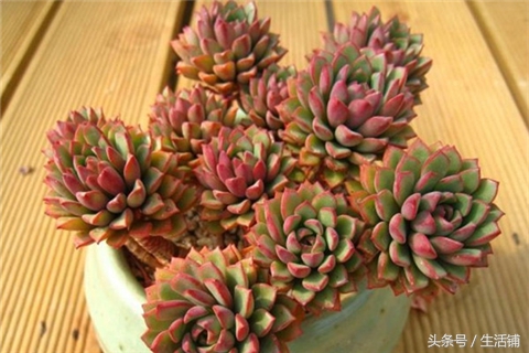 景天科1000种多肉植物图鉴,常见的景天科多肉植物的名称