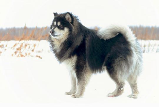 每日一读狗狗品种罗威纳犬,每日一读狗狗品种