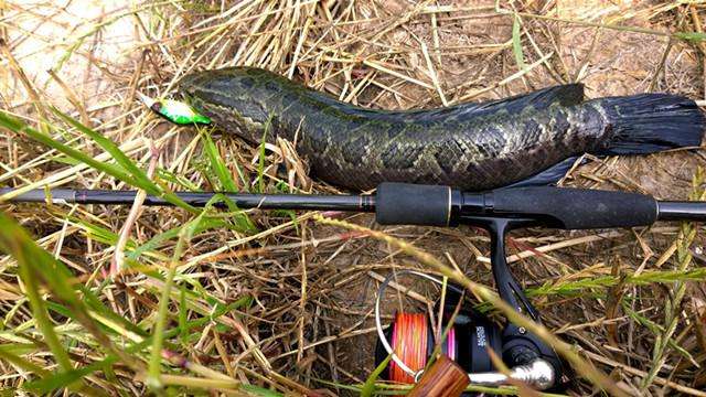 路亚钓黑鱼为什么要猛拉一下,路亚钓黑鱼绝密口诀20条